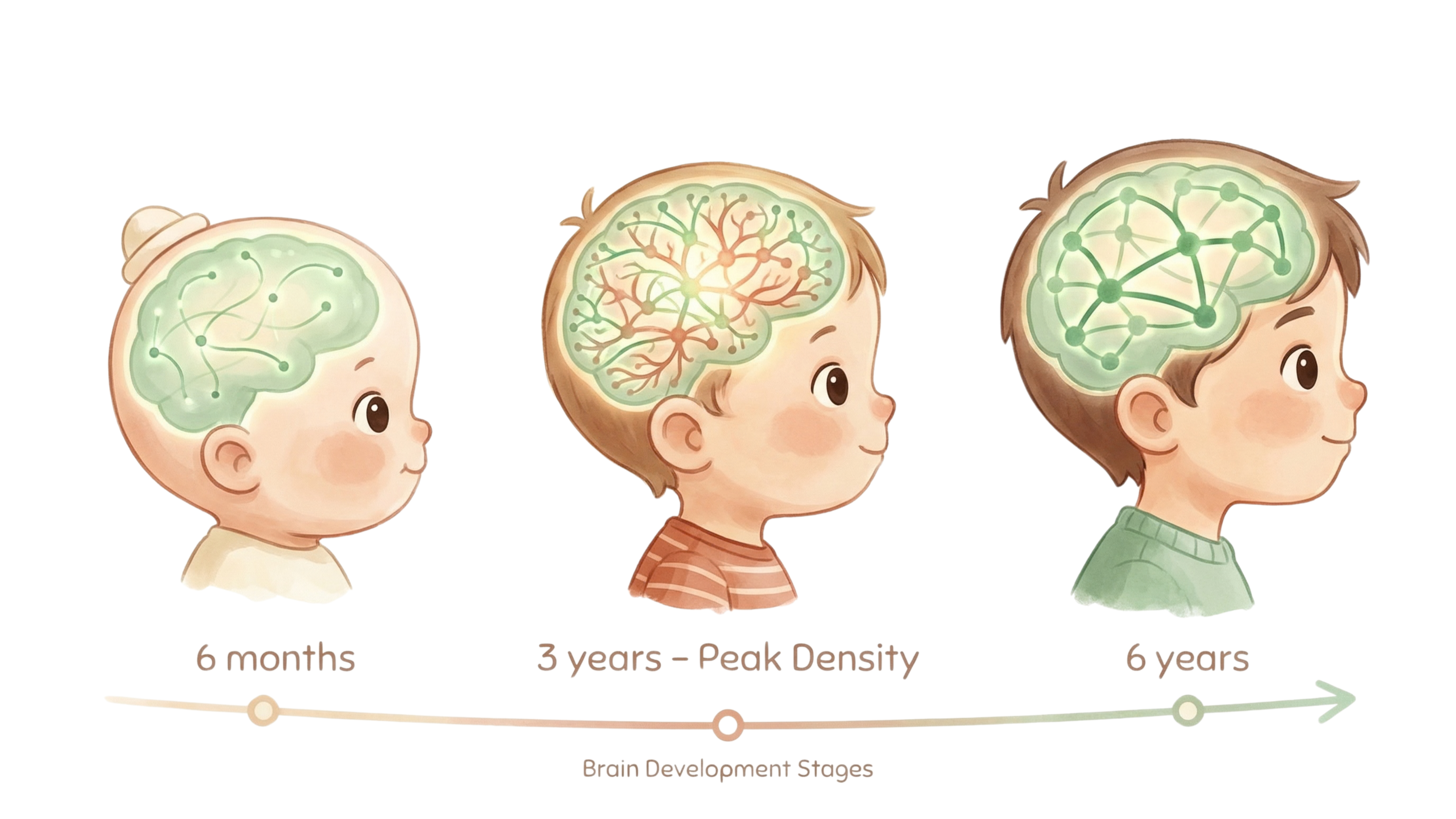 Child brain development — neural connection growth in the first 6 years